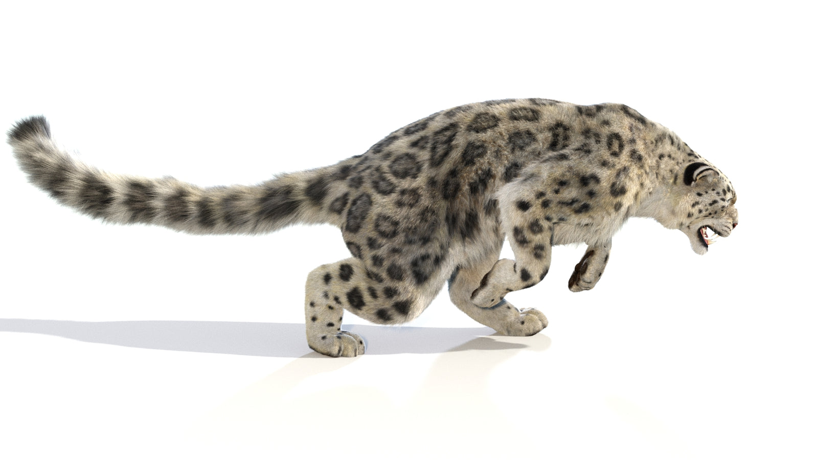 Animated Snow Leopard 3D Model Fur 360° view 6 frame 12