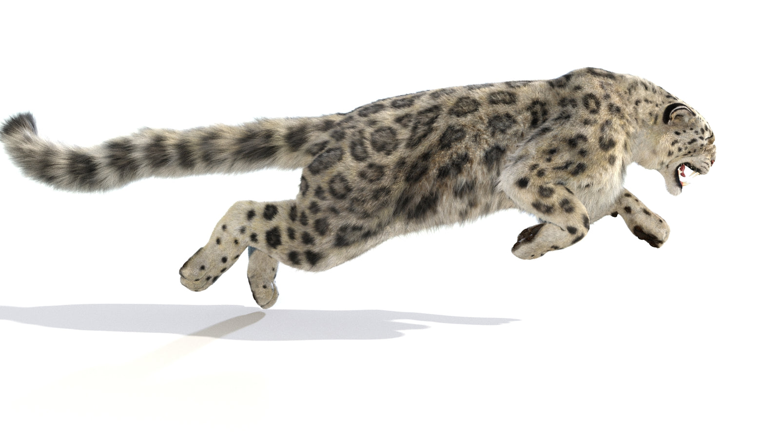 Animated Snow Leopard 3D Model Fur 360° view 6 frame 15