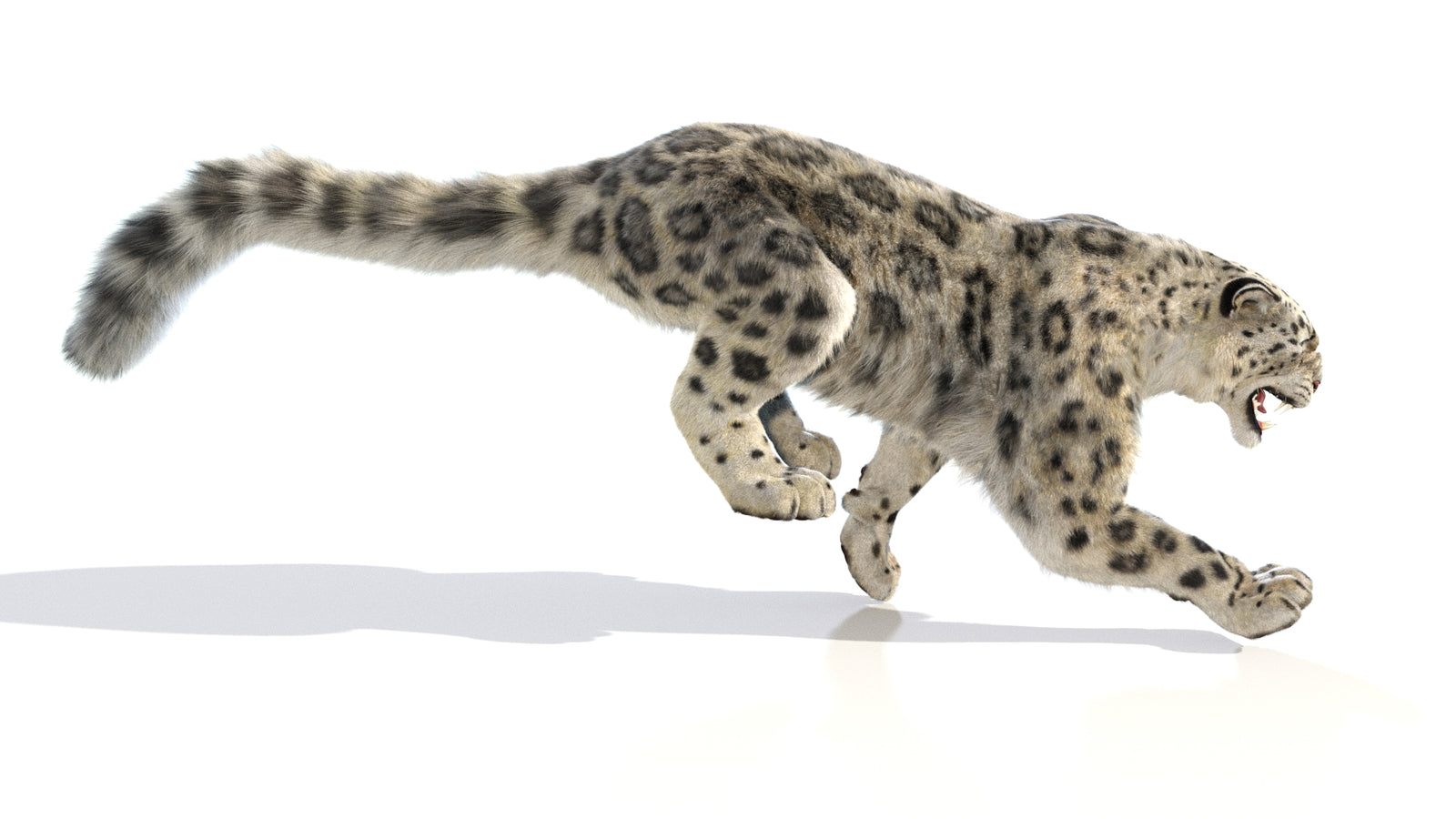 Animated Snow Leopard 3D Model Fur 360° view 6 frame 23