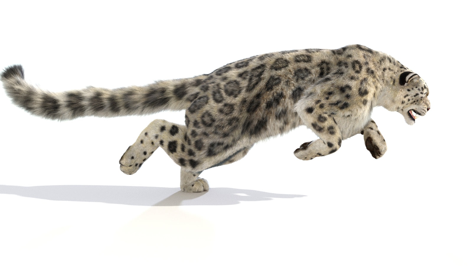 Animated Snow Leopard 3D Model Fur 360° view 6 frame 32