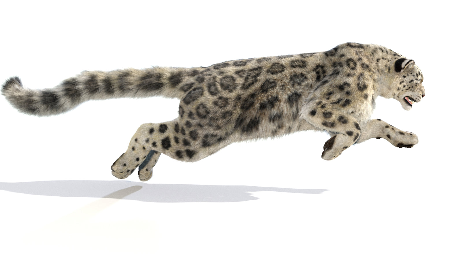 Animated Snow Leopard 3D Model Fur 360° view 6 frame 34