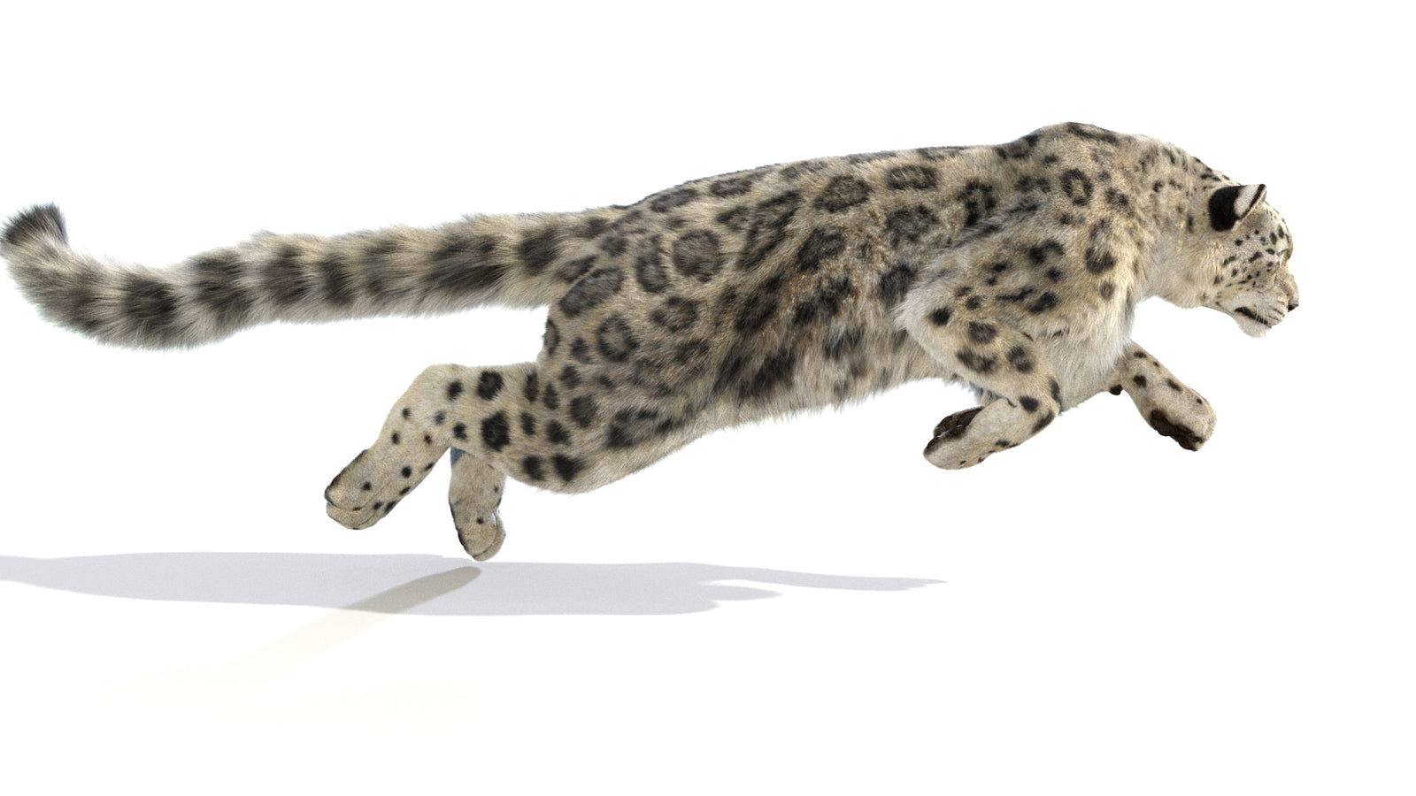 Animated Snow Leopard 3D Model Fur 360° view 6 frame 51