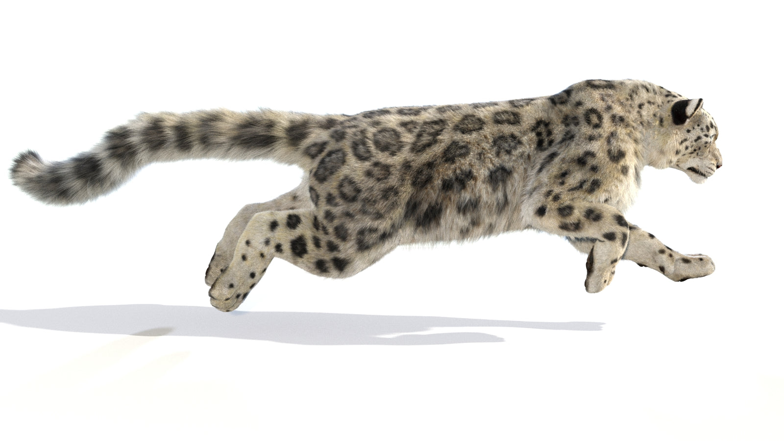 Animated Snow Leopard 3D Model Fur 360° view 6 frame 53