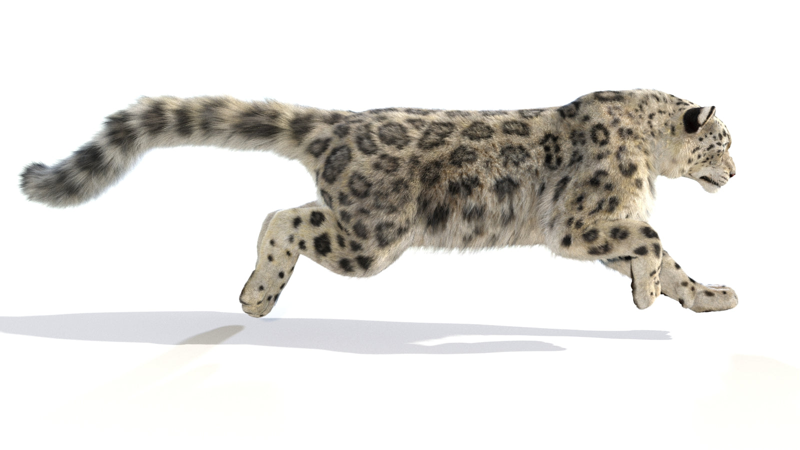 Animated Snow Leopard 3D Model Fur 360° view 6 frame 54