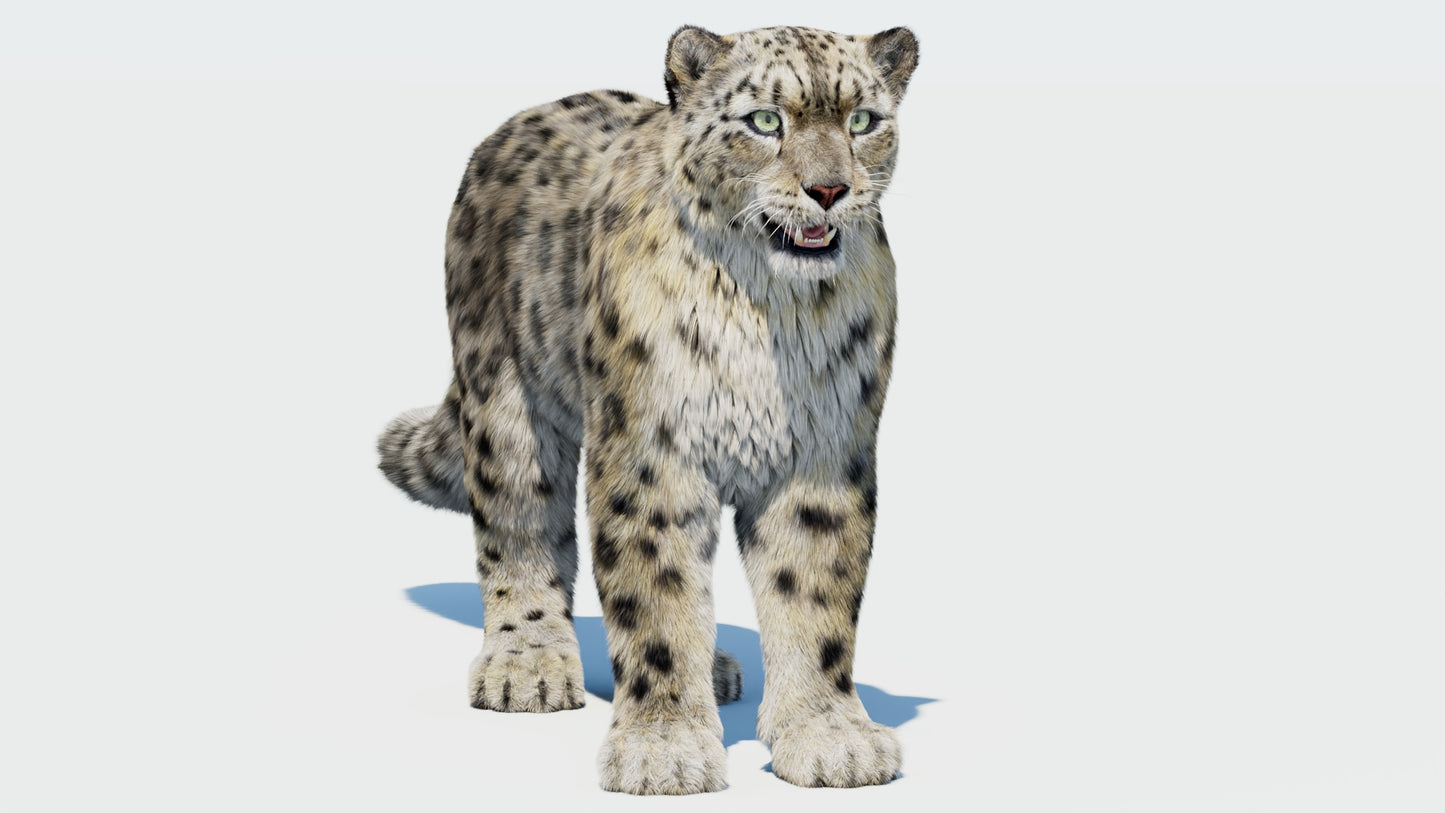 Realistic Snow Leopard 3D Model with Fur