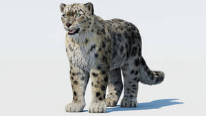 Realistic Snow Leopard 3D Model with Fur Thumbnail