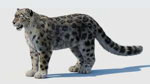 Realistic Snow Leopard 3D Model with Fur Thumbnail