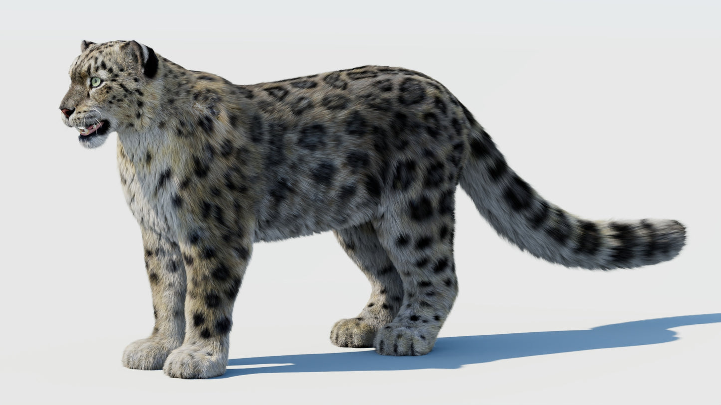 Realistic Snow Leopard 3D Model with Fur