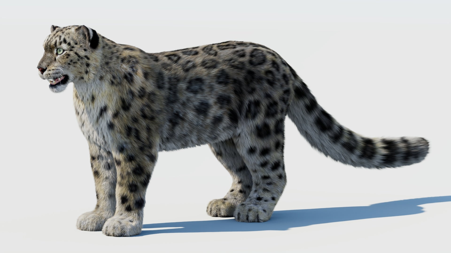 Realistic Snow Leopard 3D Model with Fur