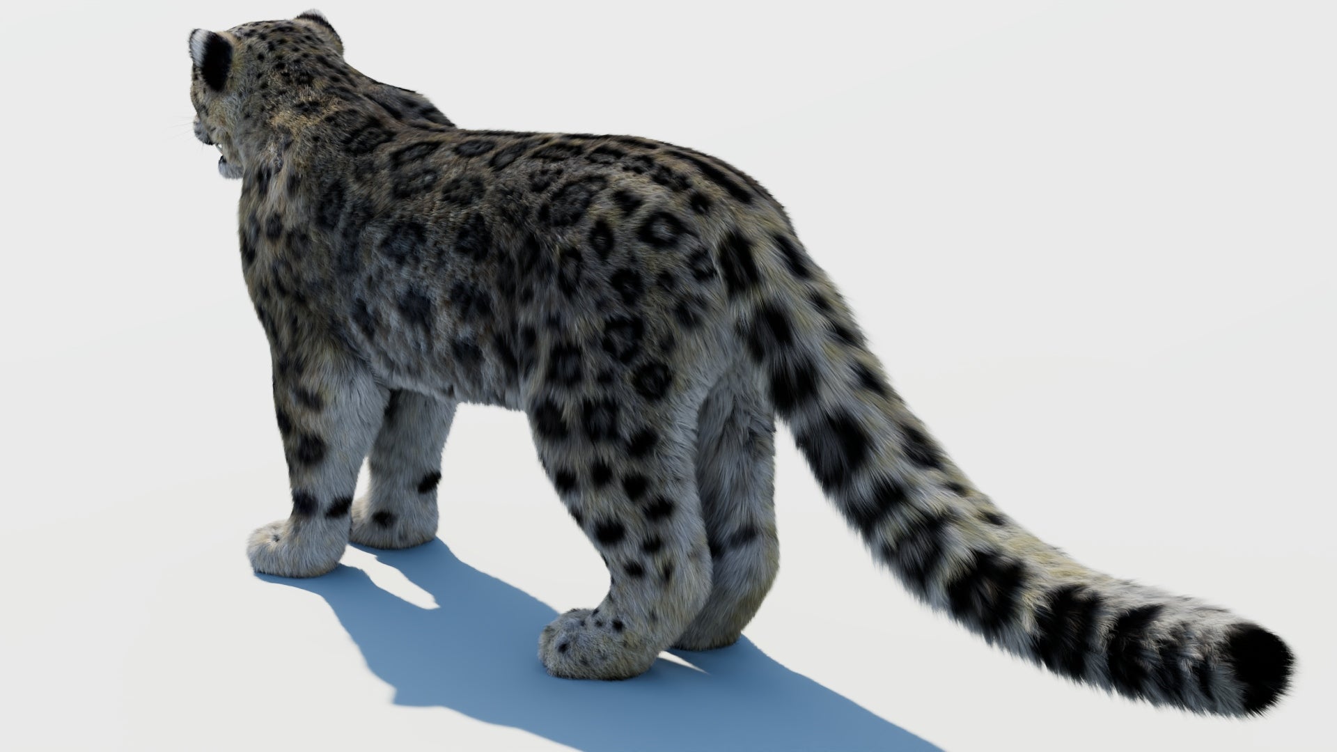 Realistic Snow Leopard 3D Model with Fur