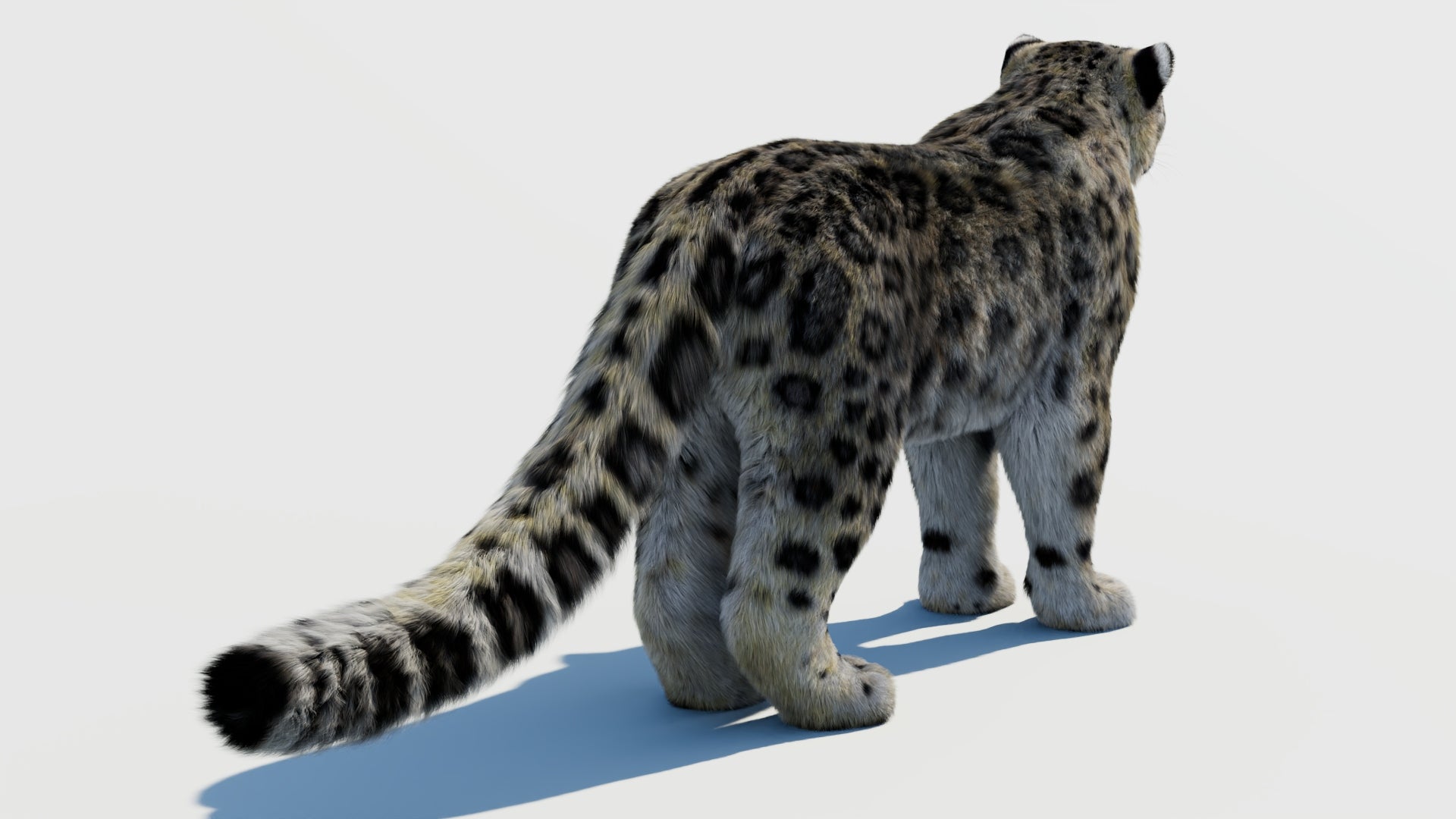 Snow Leopard 3D Model for Download