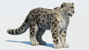 Realistic Snow Leopard 3D Model with Fur Thumbnail