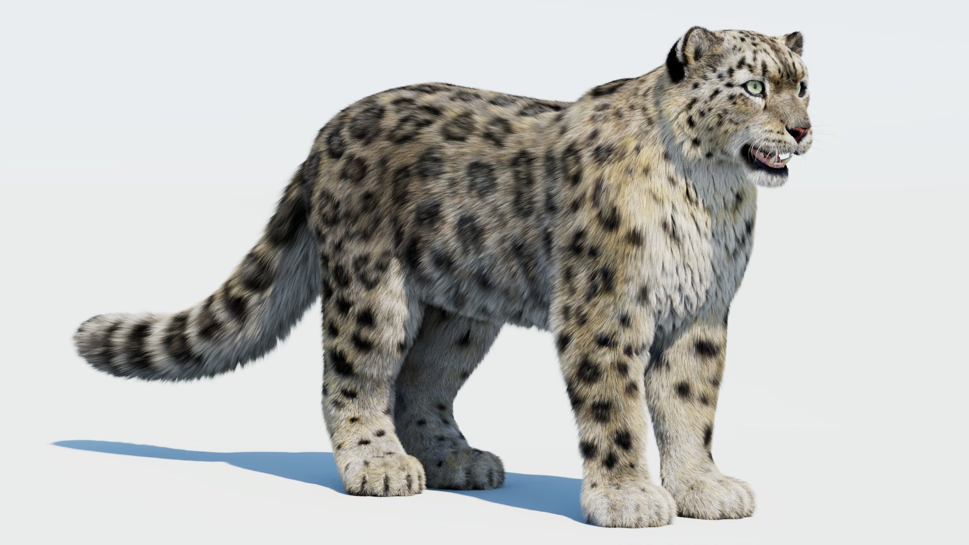 Realistic Snow Leopard 3D Model with Fur