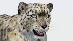 Realistic Snow Leopard 3D Model with Fur Close Up Thumbnail