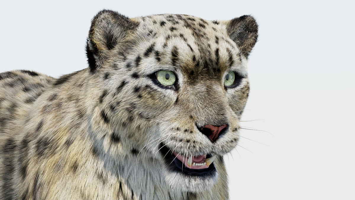Realistic Snow Leopard 3D Model with Fur Close Up
