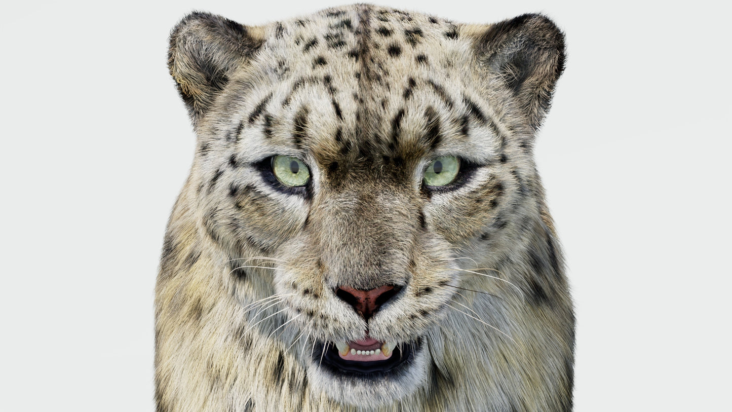 Realistic Snow Leopard 3D Model with Fur Close Up