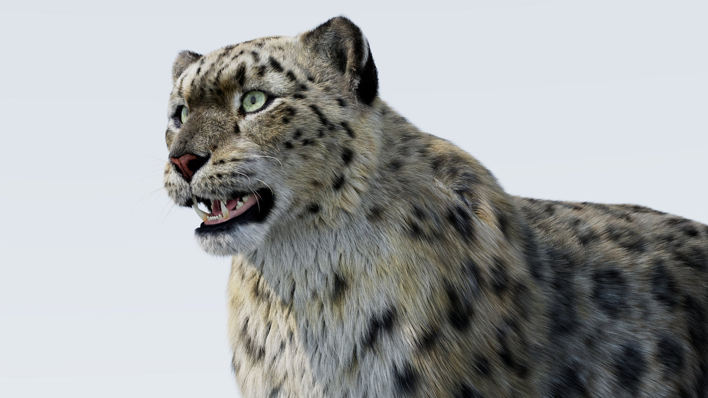 Realistic Snow Leopard 3D Model with Fur Close Up