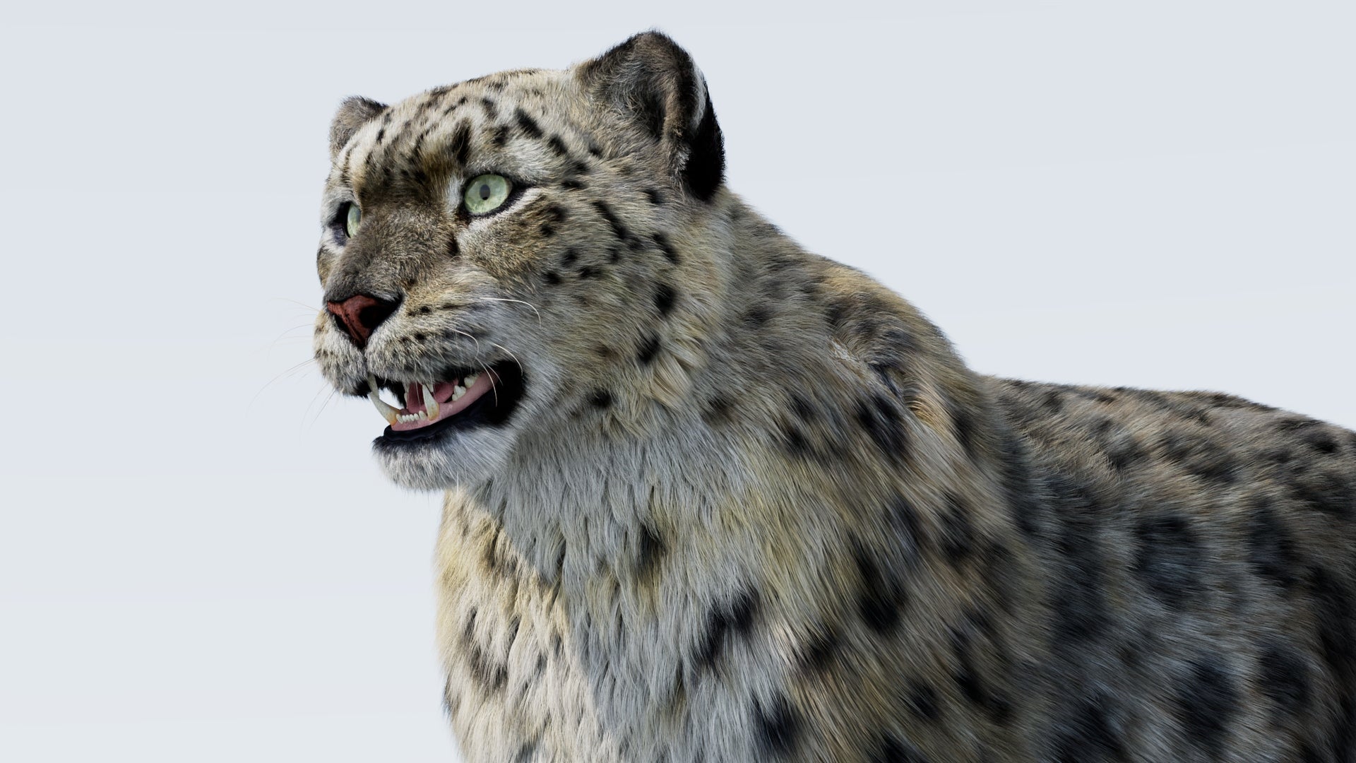 Realistic Snow Leopard 3D Model with Fur Close Up