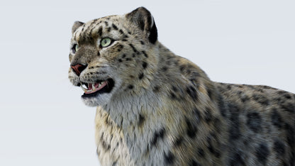Realistic Snow Leopard 3D Model with Fur Close Up