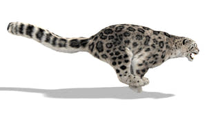 Animated Snow Leopard 3D Model with Ornatrix Fur - Running Thumbnail