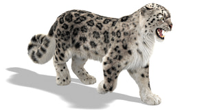 Walking Snow Leopard 3D Model with Realistic Groomed Ornatrix and Hair and Fur  Thumbnail