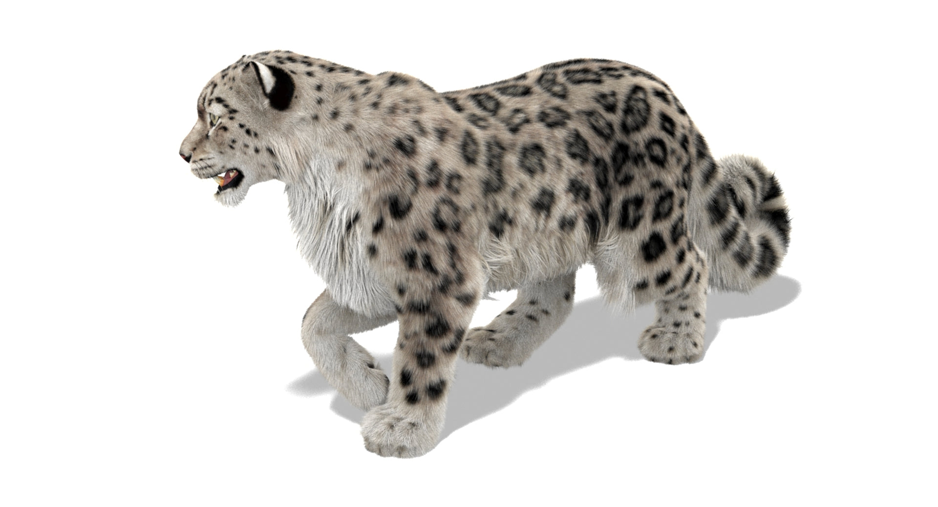Animated Snow Leopard 3d Model with Ornatrix Fur