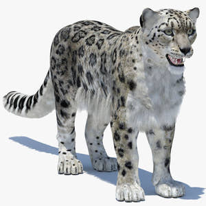 Snow Leopard 3D Model Polygonal Hairs Thumbnail