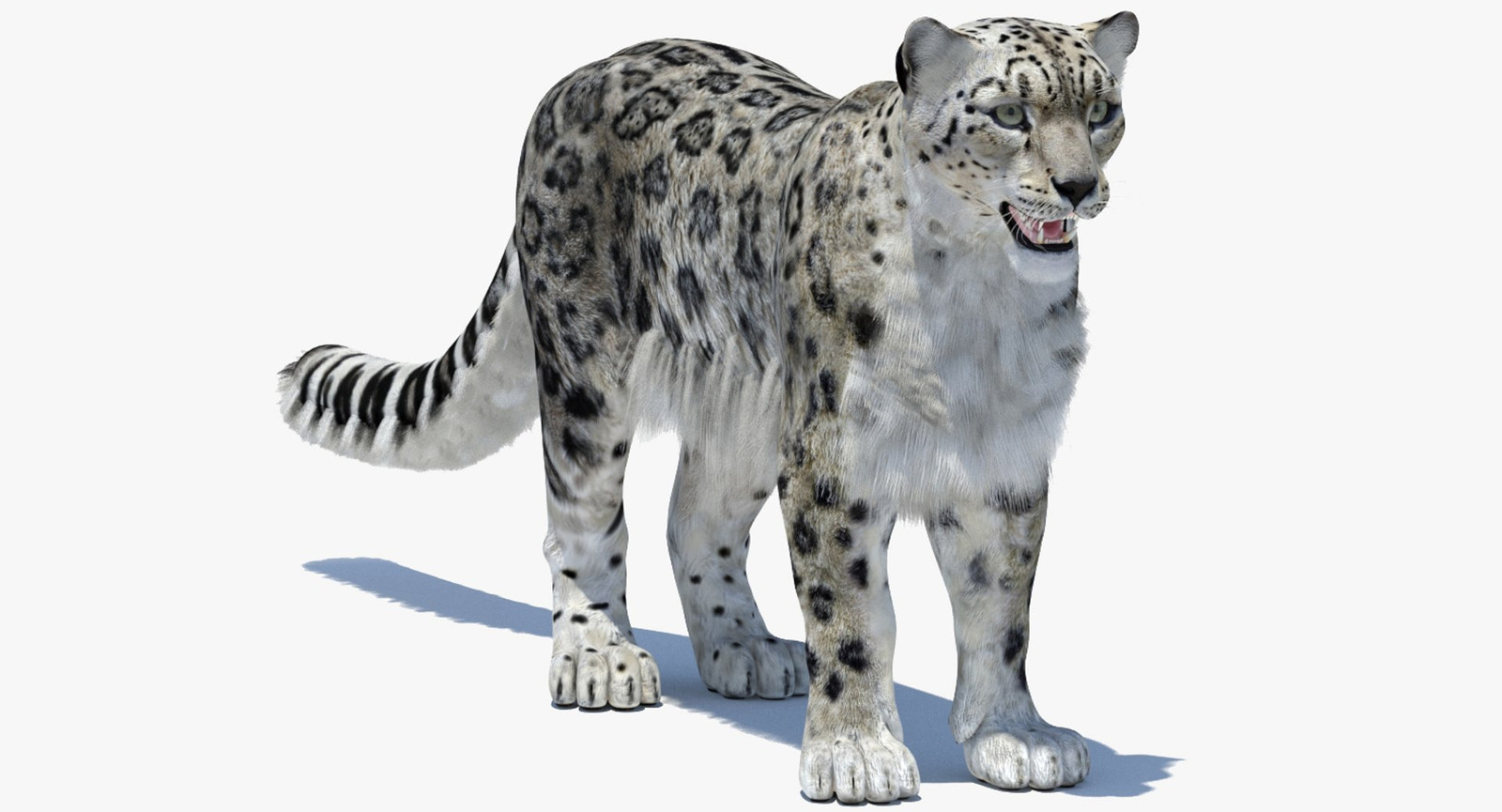 Snow Leopard 3D Model Polygonal Hairs
