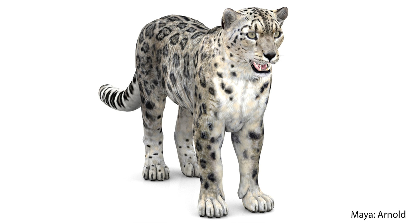 Realistic Snow Leopard 3D Model