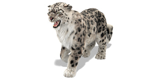 Animated Snow Leopard 3D Model with Ornatrix Fur - Walking and roaring Thumbnail