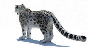 Snow Leopard 3D Model Polygonal Hairs Thumbnail