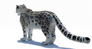 Snow Leopard 3D Model Polygonal Hairs Thumbnail