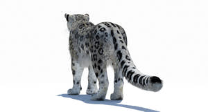 Snow Leopard 3D Model Polygonal Hairs Thumbnail