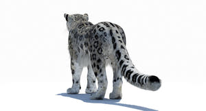 Snow Leopard 3D Model Polygonal Hairs Thumbnail