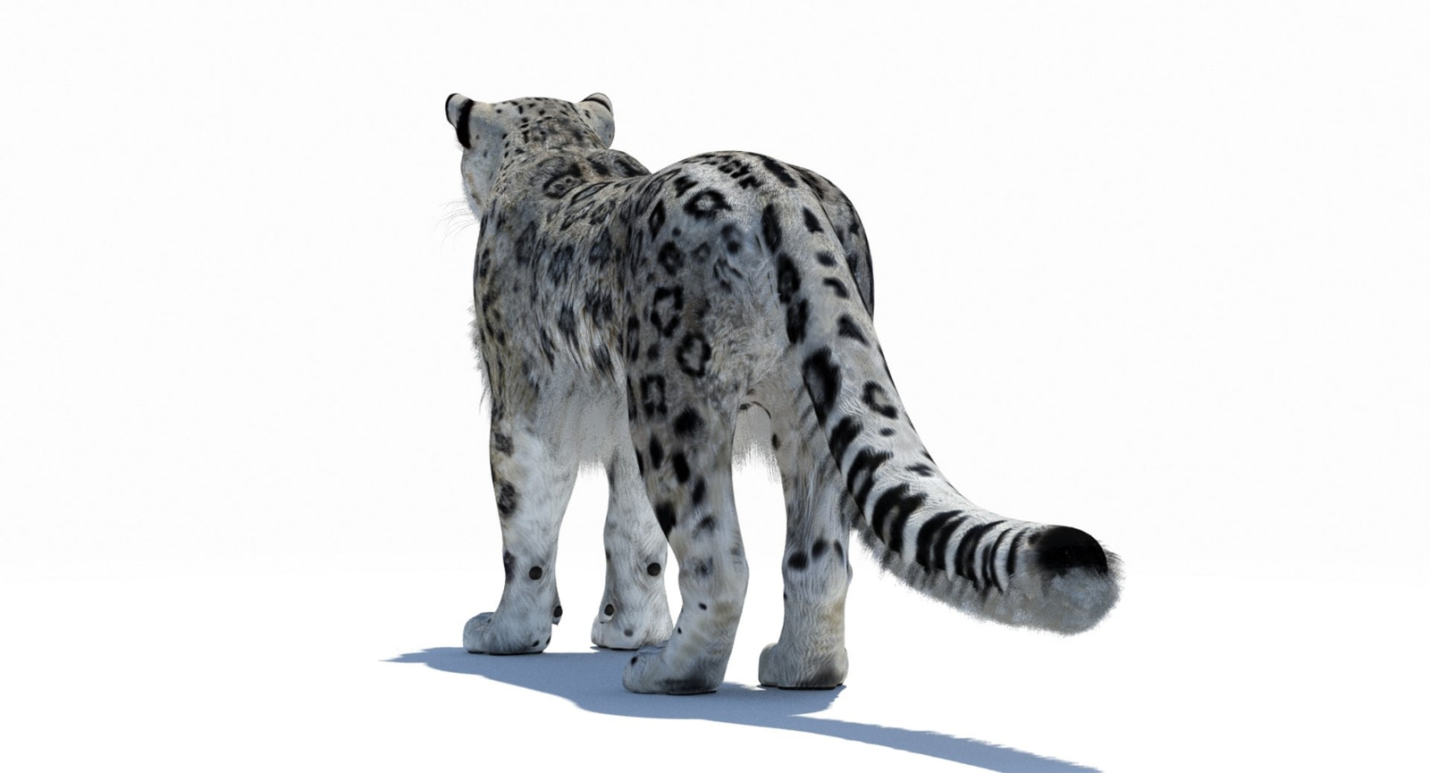 Snow Leopard 3D Model Polygonal Hairs