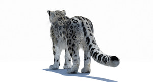 Snow Leopard 3D Model Polygonal Hairs Thumbnail