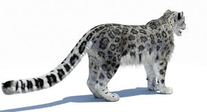 Snow Leopard 3D Model Polygonal Hairs Thumbnail