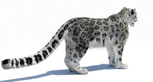 Snow Leopard 3D Model Polygonal Hairs Thumbnail
