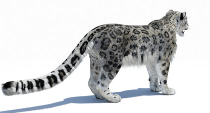 Snow Leopard 3D Model Polygonal Hairs