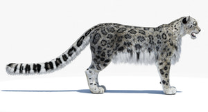 Snow Leopard 3D Model Polygonal Hairs Thumbnail