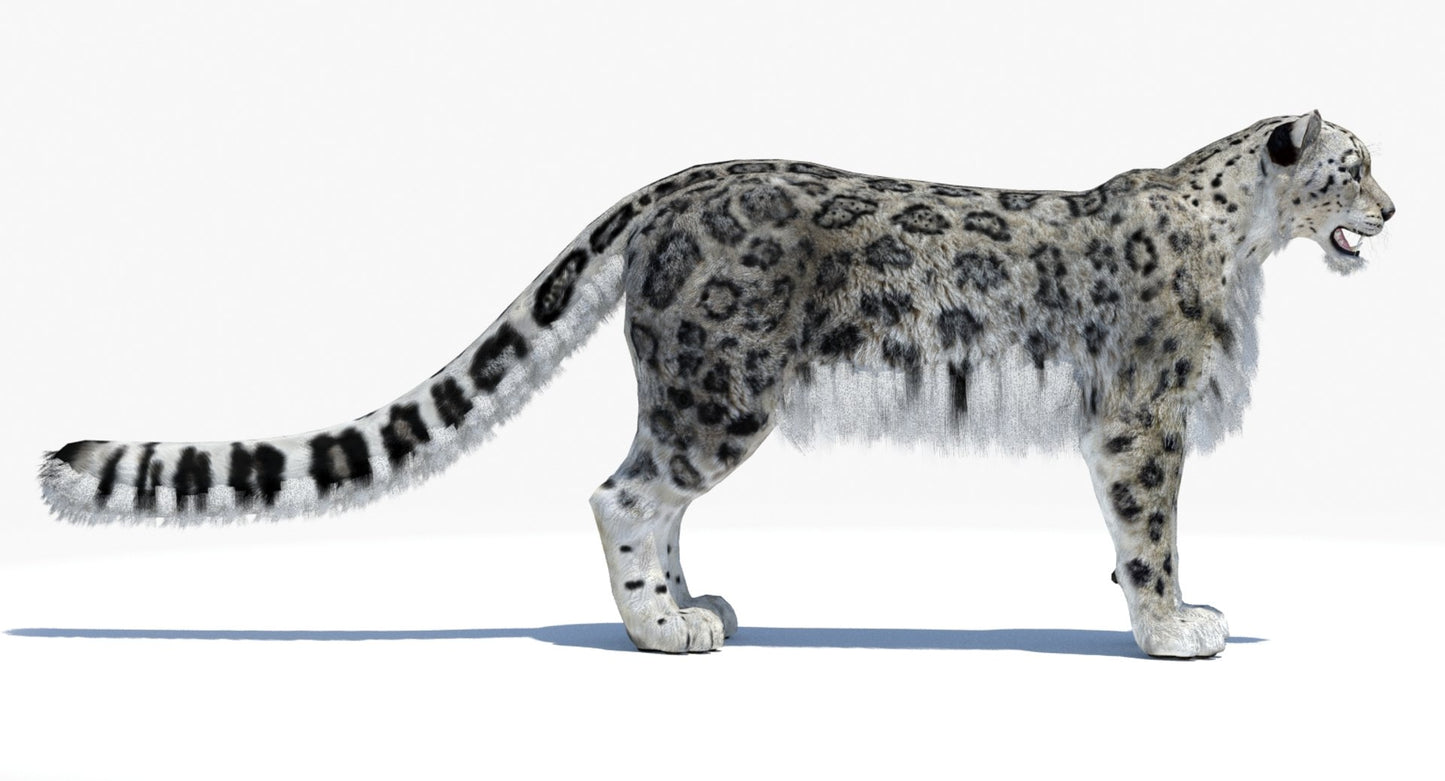 Snow Leopard 3D Model Polygonal Hairs