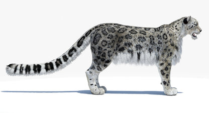 Snow Leopard 3D Model Polygonal Hairs