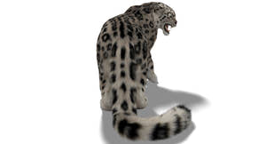 Animated Snow Leopard 3d Model with Ornatrix Fur Thumbnail