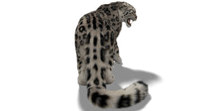 Animated Snow Leopard 3d Model with Ornatrix Fur Thumbnail