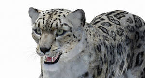 Snow Leopard 3D Model Polygonal Hairs Thumbnail