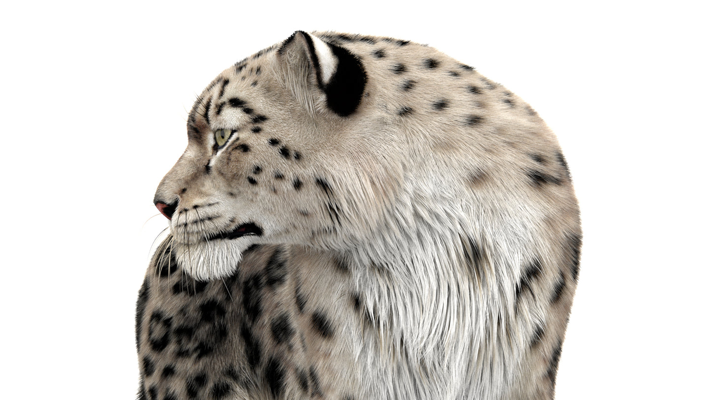 Snow Leopard 3d Model Animated Fur Ornatrix