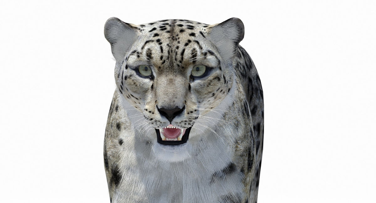 Snow Leopard 3D Model Polygonal Hairs