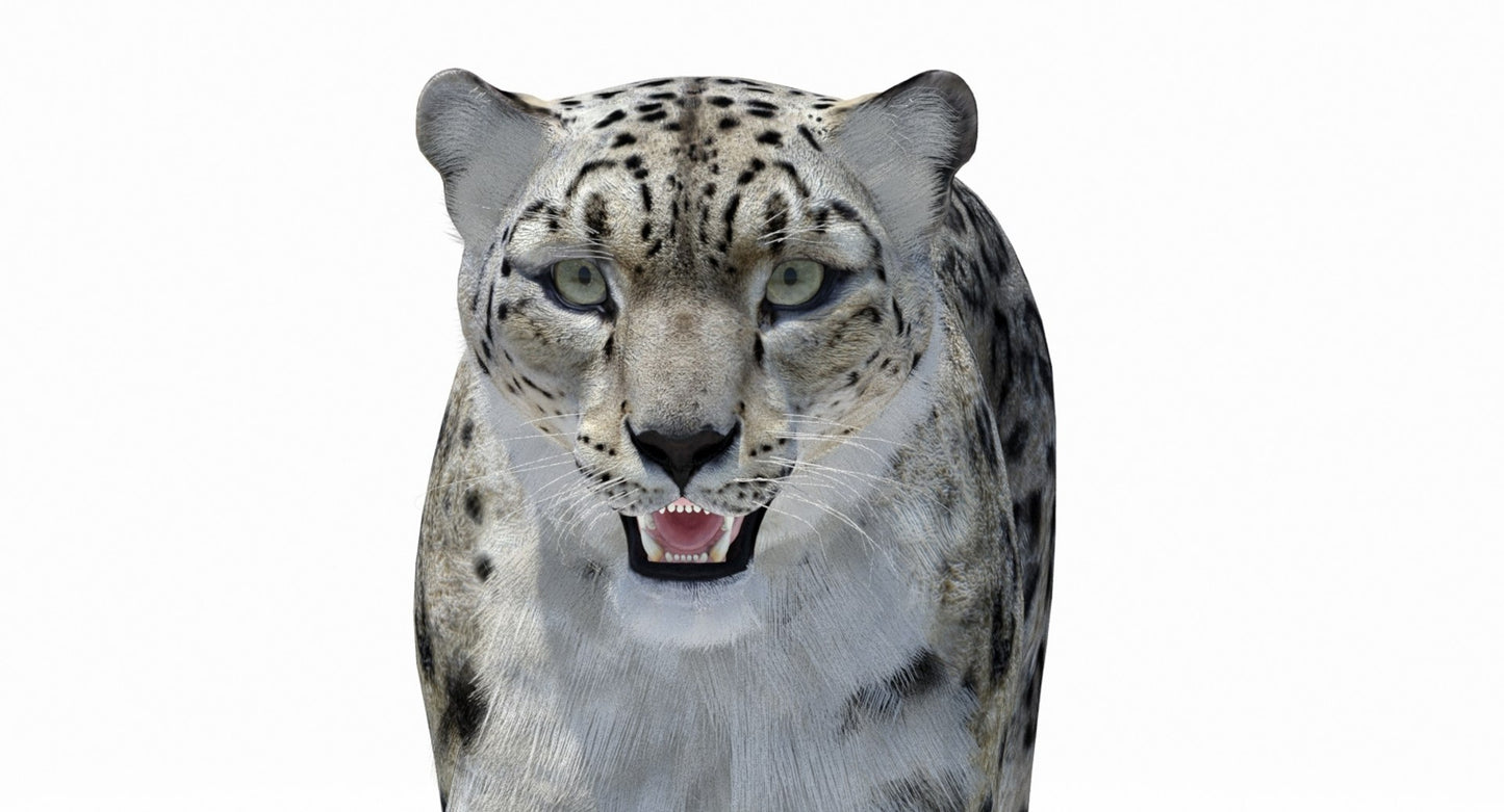 Snow Leopard 3D Model Polygonal Hairs