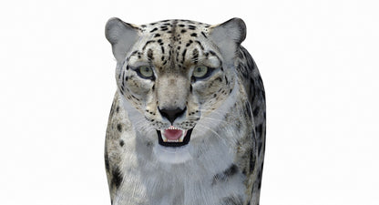 Snow Leopard 3D Model Polygonal Hairs