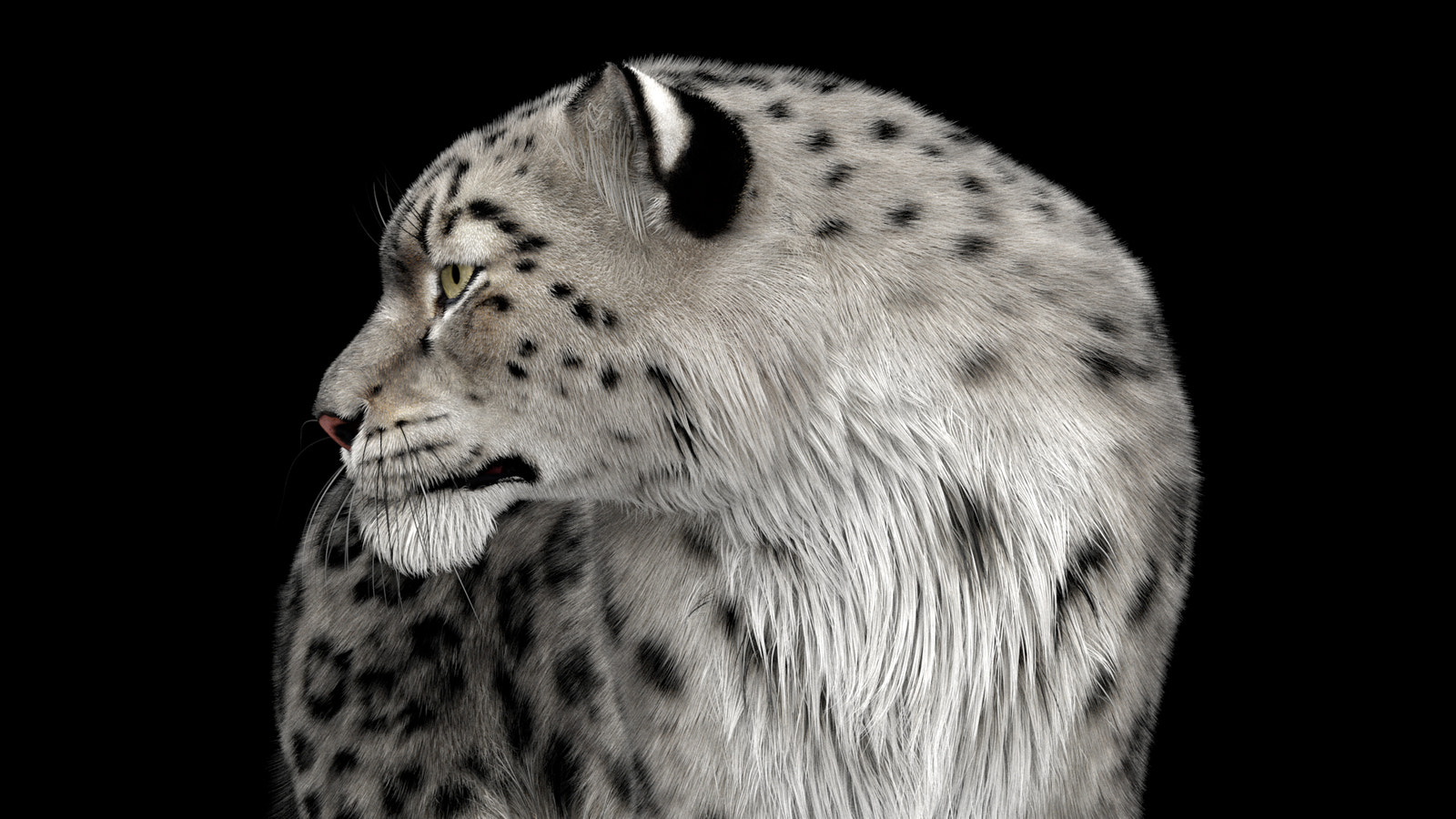 Animated Snow Leopard 3d Model with Ornatrix Fur
